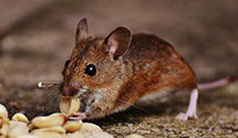 24 Hour & Emergency Exterminators in Maryville, TN